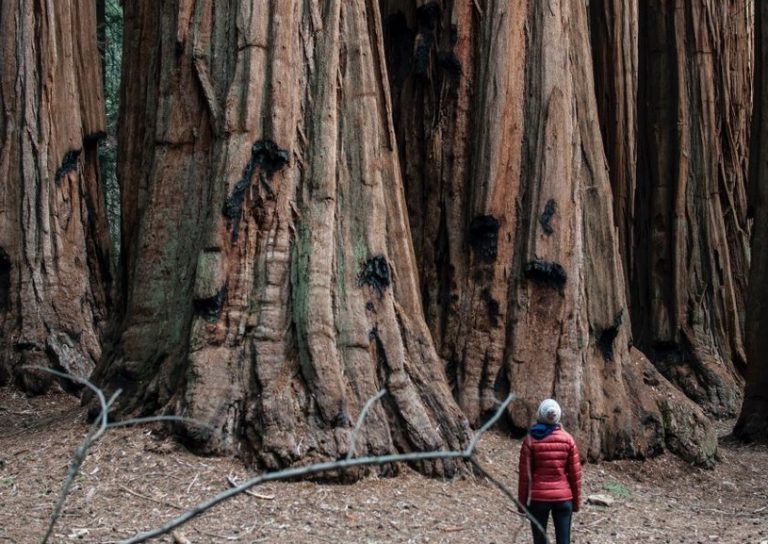 pohon redwood