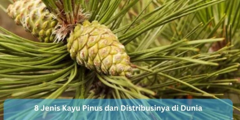 8 Jenis Kayu Pinus dan Distribusinya di Dunia