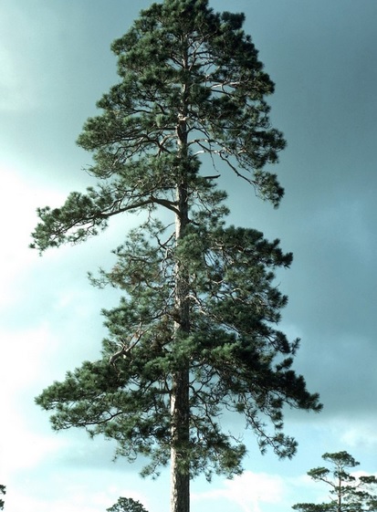 Jenis Pinus Resinosa