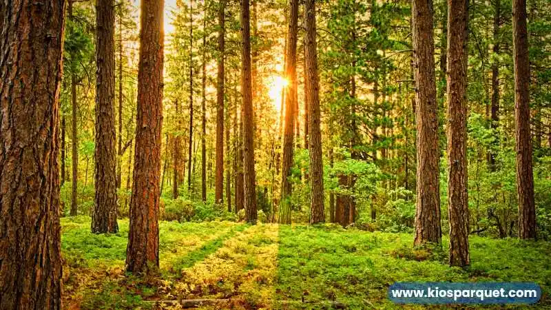 asal muasal kayu sonokembang