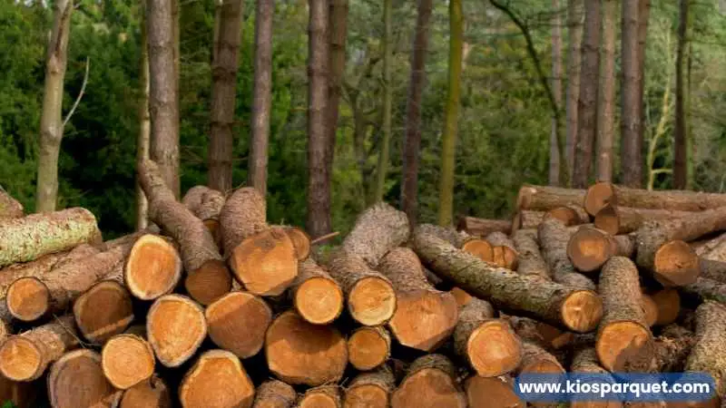 jenis-jenis kayu cedar