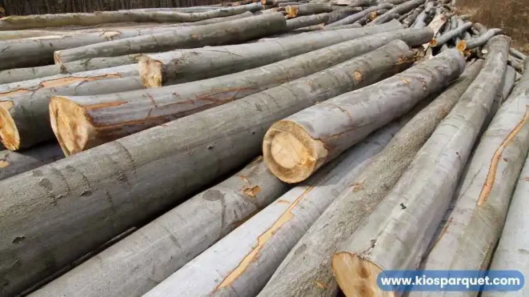 kayu beech