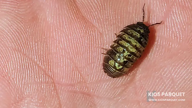 tanda tanda kutu kayu