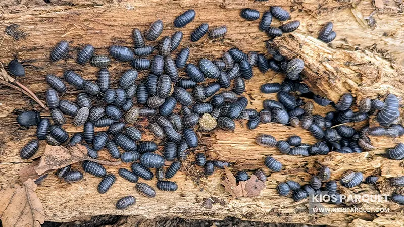 cara mencegah kutu kayu