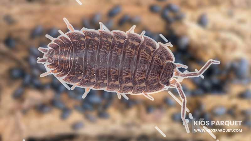 ciri fisik Kutu kayu